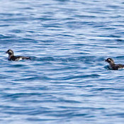Parakeet Auklet